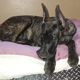 Great Dane Puppies from Honi Vale Great Danes