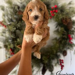 Bernedoodle and Goldendoodle Puppies from Selah Mountain Dogs