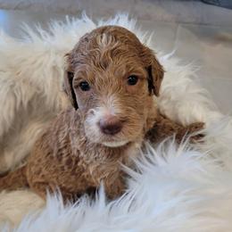 Buttercup (White Collar) - Apricot male Goldendoodle puppy in Lincoln, California from Lincoln Goldendoodles