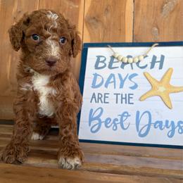 Maggie - Red female Labradoodle puppy in English, Indiana from Doodle Darlings