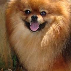 Pomeranians from Santiago Poms