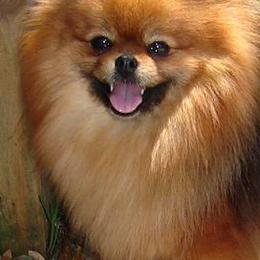 Pomeranians from Santiago Poms