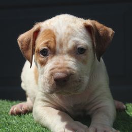 Girl 2 - Red female American Bully puppy in Lubbock, Texas from Villainous K9’s