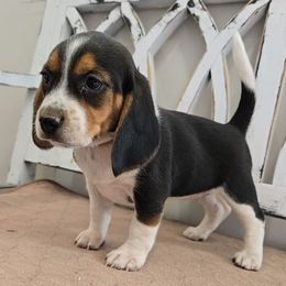 White - Black tan and white female Beagle puppy in Henefer, Utah from Lazy G Kennels