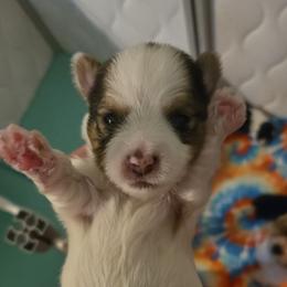 Boy 2 - Parti male Yorkshire Terrier puppy in Marble Hill, Missouri from LeGrands Parti Pups