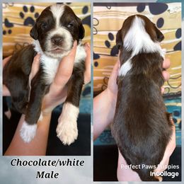 Boy 4 - Brown and white male Aussiedoodle puppy in Hillsboro, Illinois from Perfect Paws Puppies