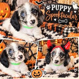 Mr. Green-3000 - Dapple male Dachshund puppy in Sparr, Florida from From the Heart Doxies