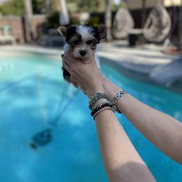 Yorkshire Terrier Puppies from Akc Quality Yorkies
