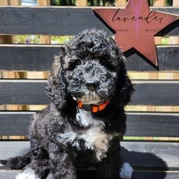 America - Brown female Cockapoo puppy in Mancelona, Michigan from Lavender poodles & doodles