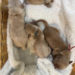 Red - Golden male Golden Retriever puppy in Angier, North Carolina from Howard's Retrievers