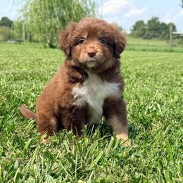 Girl 1 - Red tri female Miniature Australian Shepherd puppy in Arcadia, Indiana from Sunset Cowgirl Mini Aussies
