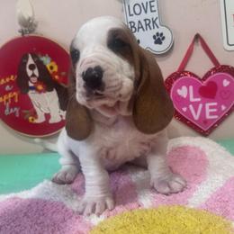 Hoot - Mahogany and white male Basset Hound puppy in Pilot Mtn, North Carolina from Lowdown Love Basset Hounds