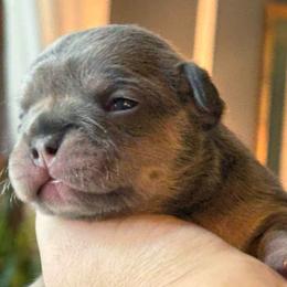 Nebula - Tricolors male French Bulldog puppy in Almo, Kentucky from Busy Bee French Bulldogs