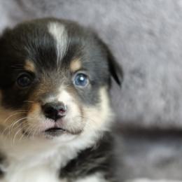 Matza - Black and tan female Pembroke Welsh Corgi puppy in California City, California from PiffNPuffcorgis