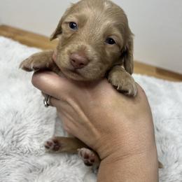 Cream boy - Cream male Dachshund puppy in Payette, Idaho from NT Mini Doxies