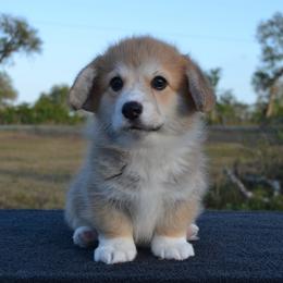 Hope - Red female Pembroke Welsh Corgi puppy in Edna, Texas from MG Corgis