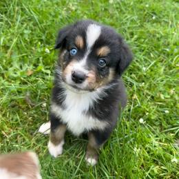 Chippy - Black tri-color male Australian Shepherd puppy in Altmar, New York from E&C Australian Shepherds