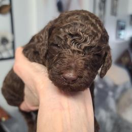 Yellow collar, Marlowe - Brown female Poodle puppy in Colorado Springs, Colorado from Silly's Standard Poodles