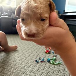 Dolly - Apricot female Maltipoo puppy in Lochbuie, Colorado from ABLE