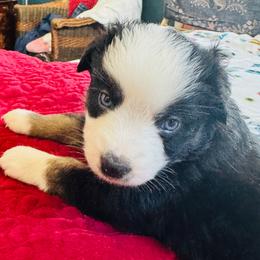 Wisp - Black tri male Miniature American Shepherd puppy in Jonesborough, Tennessee from Bouchard’s Best Shepherds