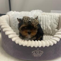 Chip - Black and tan male Yorkshire Terrier puppy in Belpre, Ohio from Blackwoods Yorkies