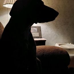 German Shorthaired Pointer All Grown Up from Majestik Kennels
