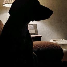 German Shorthaired Pointer All Grown Up from Majestik Kennels