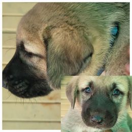 "Male 3" Anatolian Shepherd Dog Puppies from Sanjo Farm