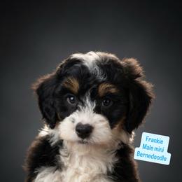 Frankie - Tri-color male Bernedoodle puppy in Port Orange, Florida from Royal doodles of Florida