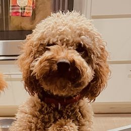 Ruby - Goldendoodle