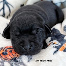 Boy 1 - Yellow male Labrador Retriever puppy in Mississippi from Sure Shot English Labs