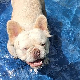 BREE - French Bulldog