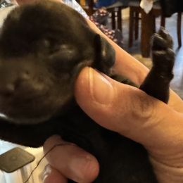 Girl 2 - Black and tan Dachshund puppy in Skowhegan, Maine from KBz Miniature Dachshunds