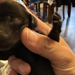 Girl 2 - Black and tan Dachshund puppy in Skowhegan, Maine from KBz Miniature Dachshunds