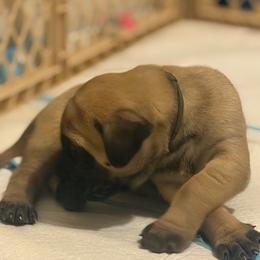 Green Collar - Fawn male Mastiff puppy in Lincolnton, North Carolina from Little Mountain Mastiffs