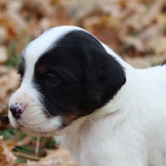 Border Collie, English Setter, and Miniature American Shepherd Puppies from First Harmony Farms