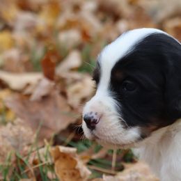 Border Collie, English Setter, and Miniature American Shepherd Puppies from First Harmony Farms