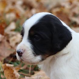 Border Collie, English Setter, and Miniature American Shepherd Puppies from First Harmony Farms