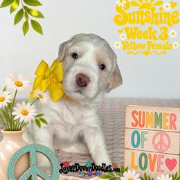 Sunshine - Cream female Goldendoodle puppy in Frostproof, Florida from Lover Dover Doodles