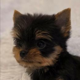 Loki - Black and gold male Yorkshire Terrier puppy in Luray, Tennessee from Little Angel Yorkies