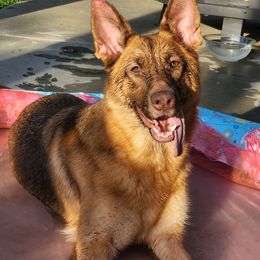 Atari - German Shepherd