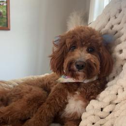 Poppy - Goldendoodle