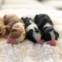 Goldendoodles from Crimson Curl Doodles