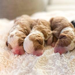 Goldendoodles from Crimson Curl Doodles