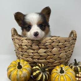 Pistachio (bluie fluffy) - Blue female Pembroke Welsh Corgi puppy in Waco, Texas from The Comma Corgis