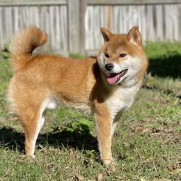 Hachi - Shiba Inu