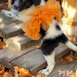 Assorted Doodle Crosses, Newfoundland, and Sheepadoodle Puppies from Sweet Creek Pups