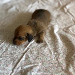 Penny - Red female Dachshund puppy in West Cleo, Oklahoma from 4L Doxies