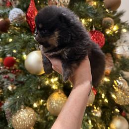 Bear - Black and tan male Pomeranian puppy in Paducah, Kentucky from Perennial Poms Pomeranian Breeder