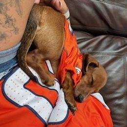 Dachshund Puppies from M & M Breeding